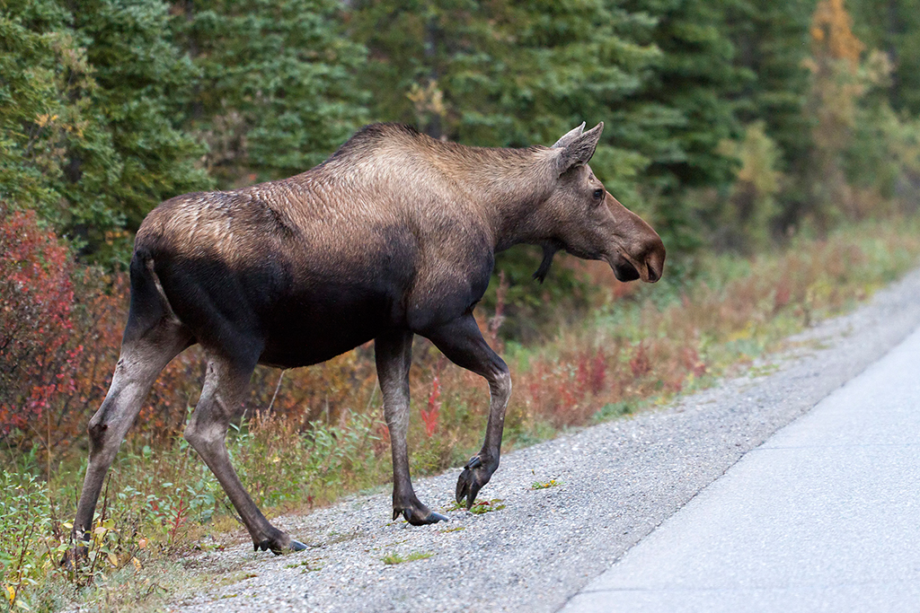 IMG_154.jpg - Moose, Denali National Park